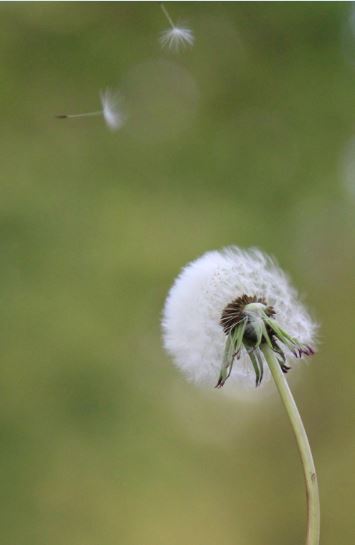 Pusteblume