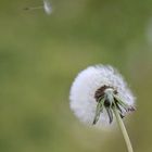 Pusteblume