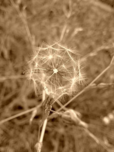 Pusteblume