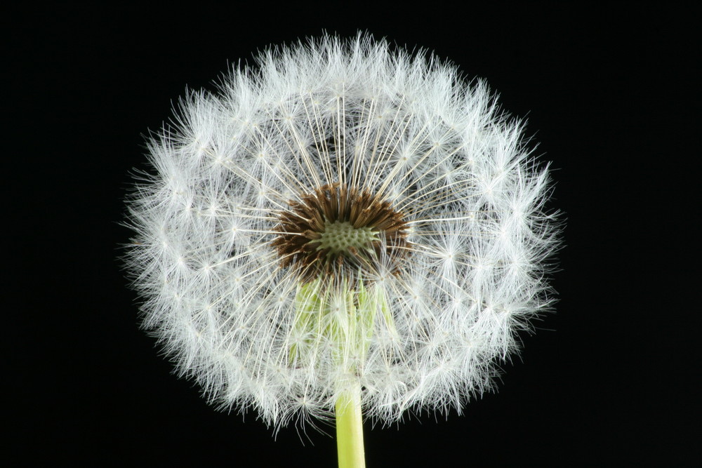 Pusteblume