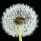 Pusteblume