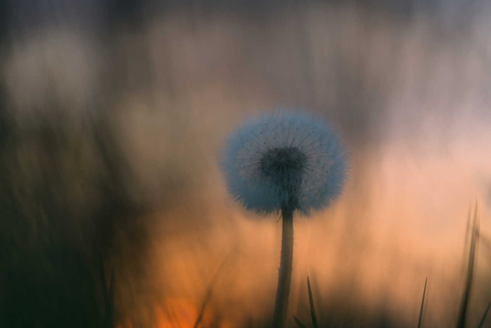 Pusteblume