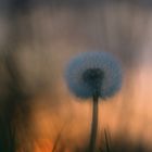 Pusteblume