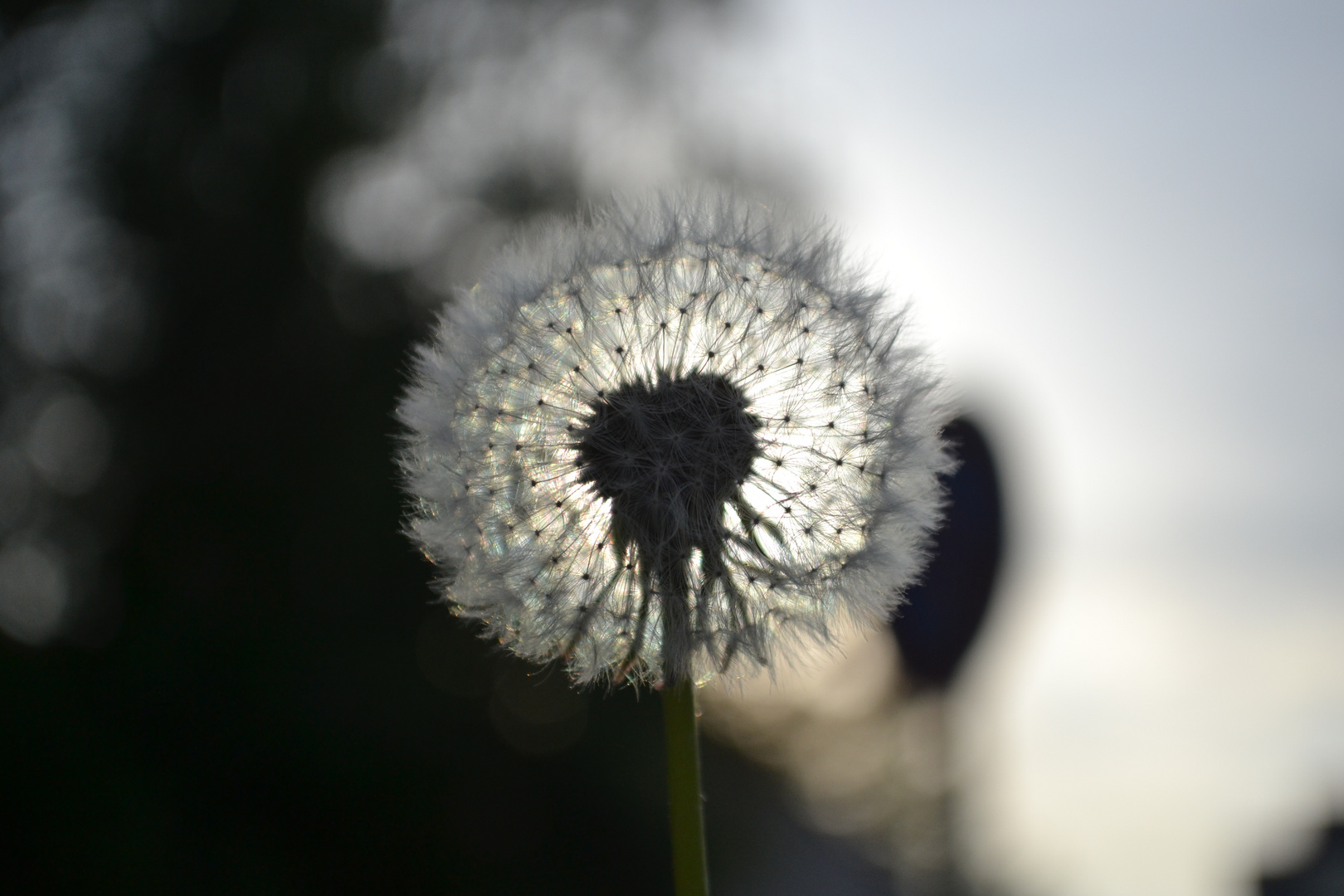 Pusteblume