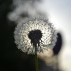 Pusteblume