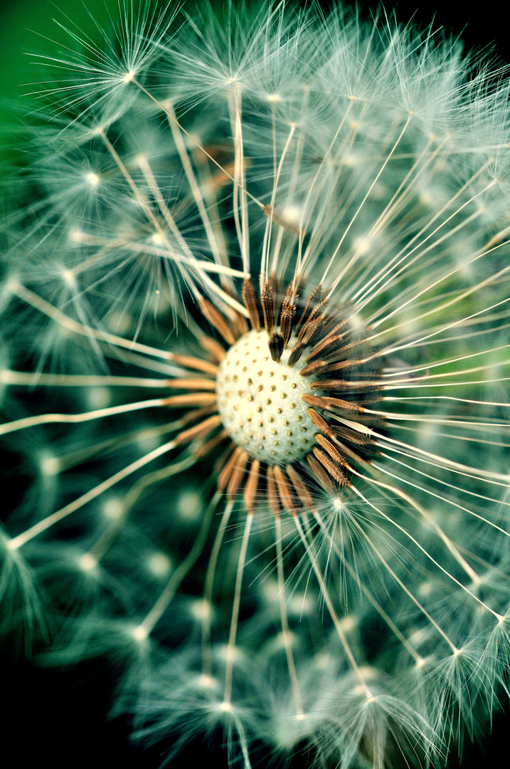 Pusteblume