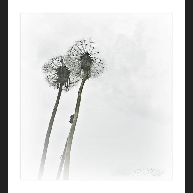 Pusteblume