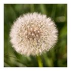 ... Pusteblume ...