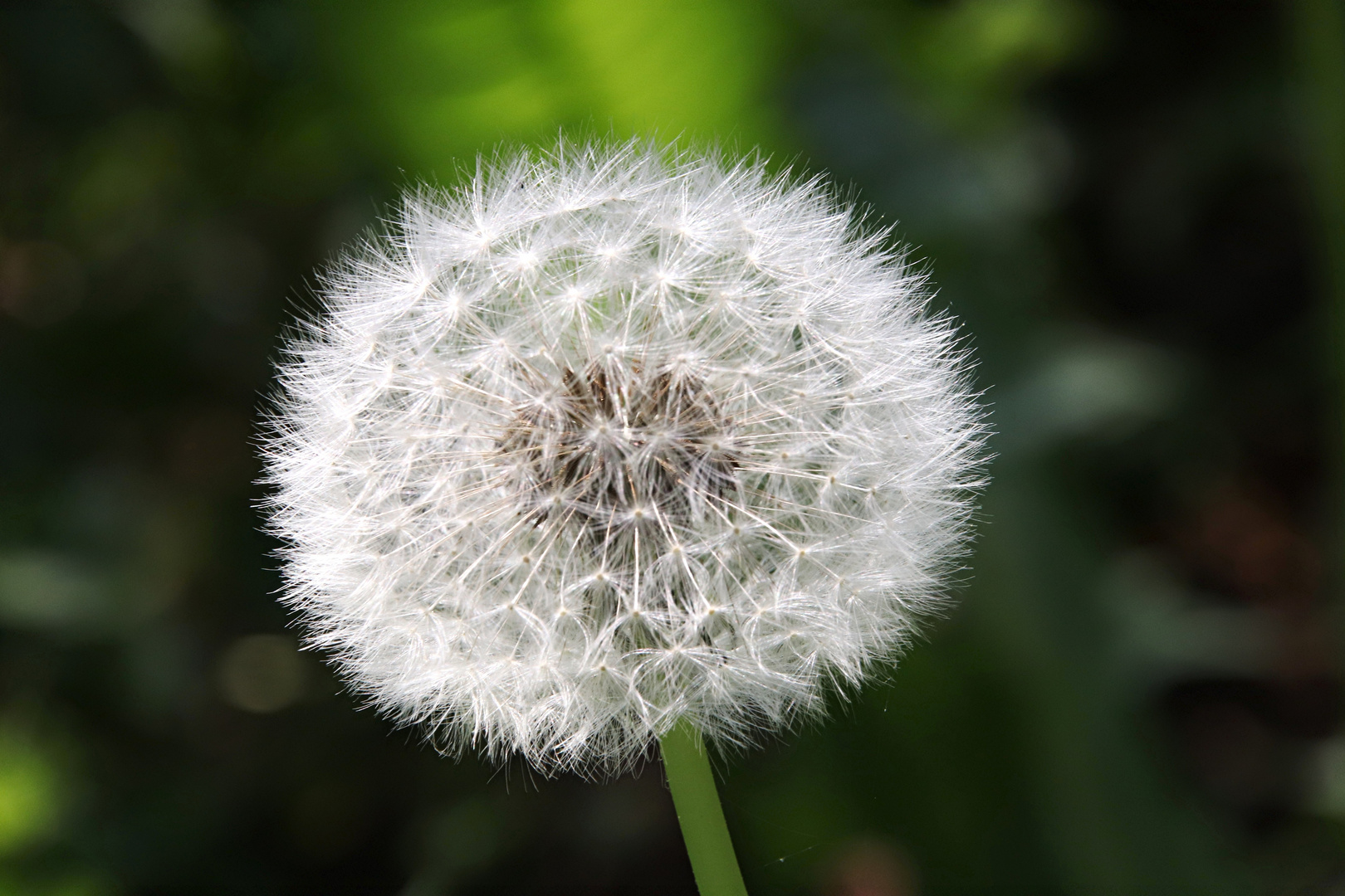 Pusteblume