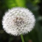 Pusteblume