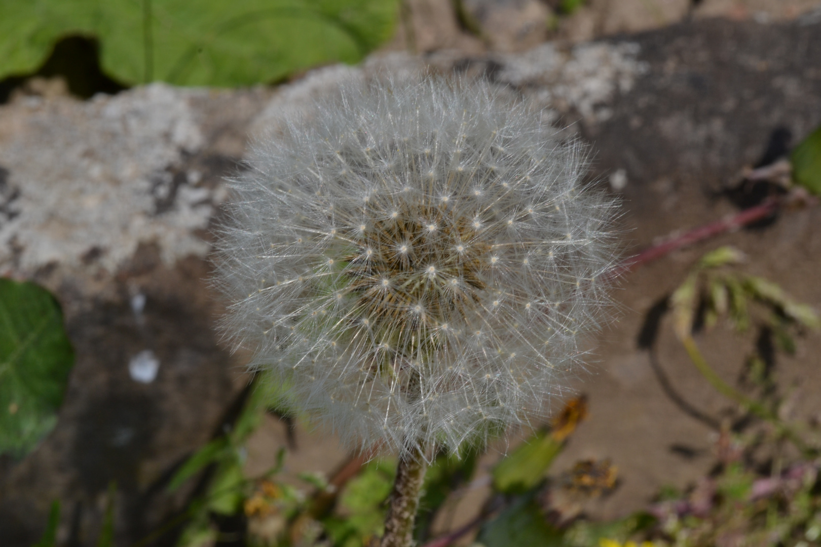 pusteblume