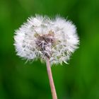 pusteblume