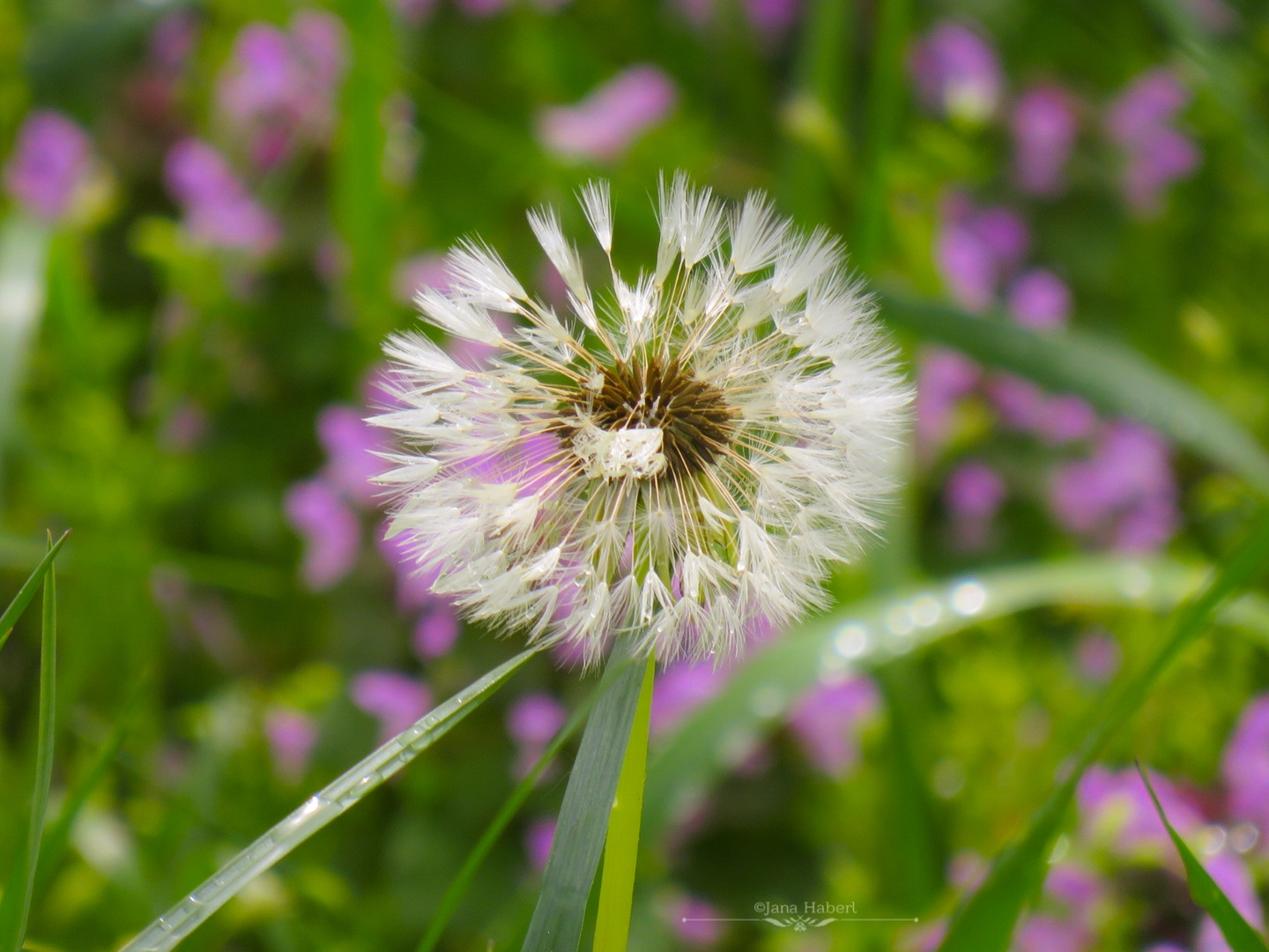 Pusteblume 