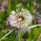 Pusteblume 