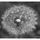 Pusteblume