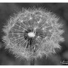 Pusteblume