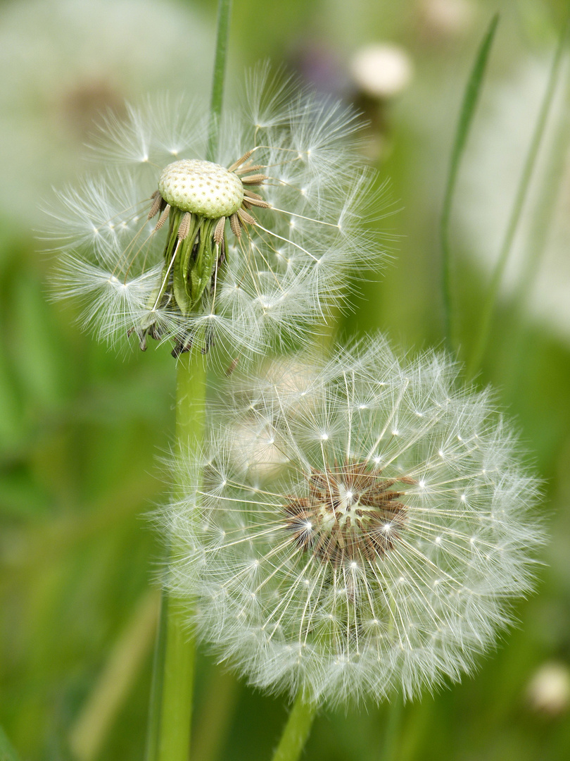 Pusteblume