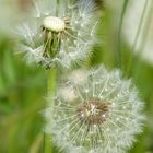 Pusteblume