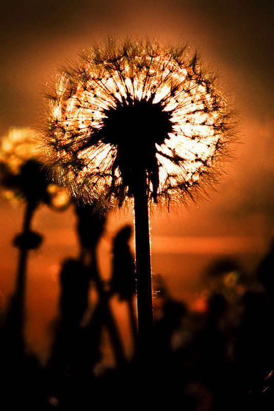 Pusteblume