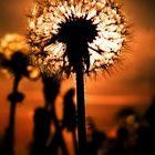 Pusteblume