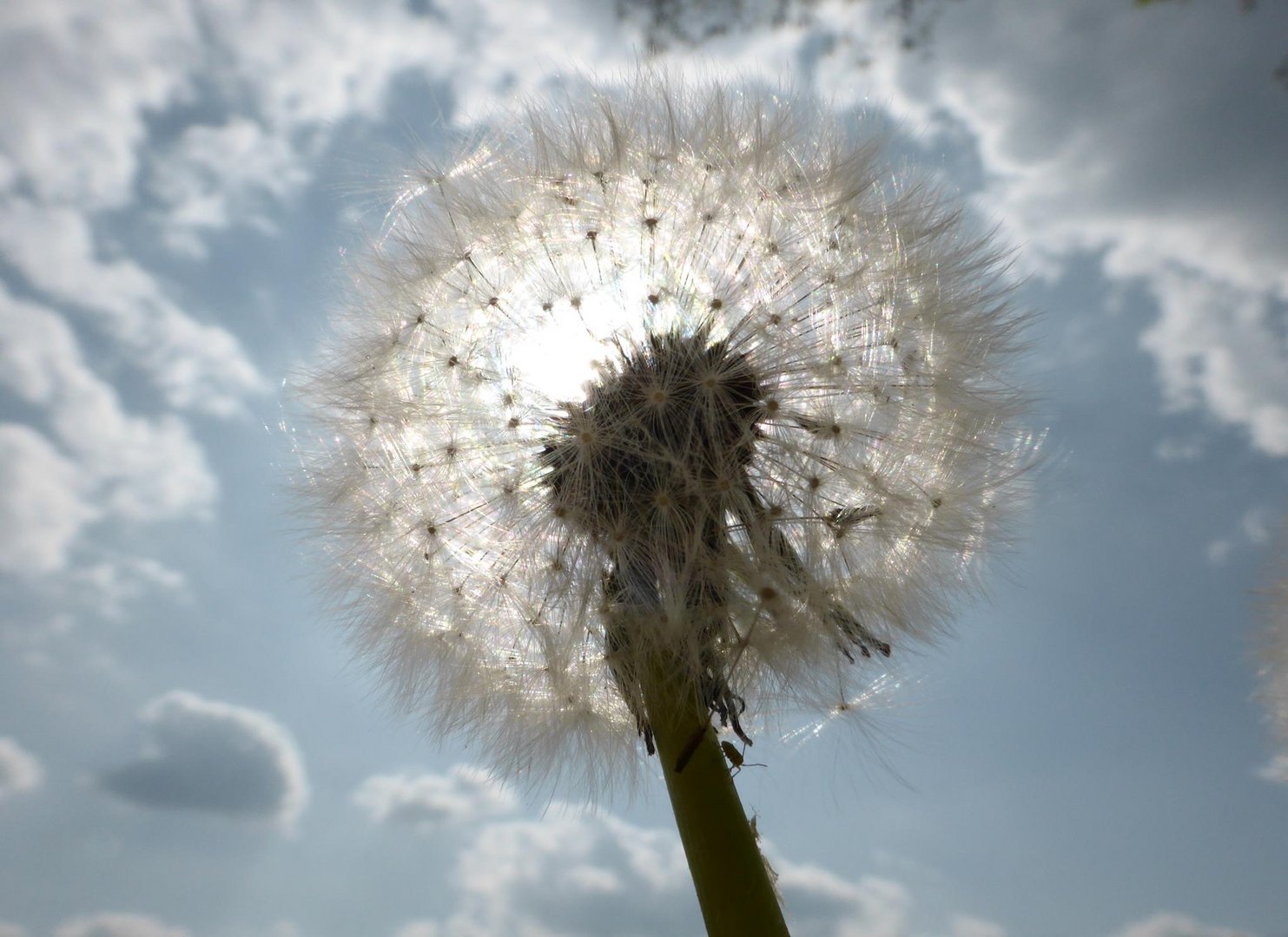 Pusteblume