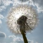 Pusteblume