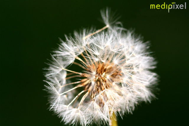 Pusteblume