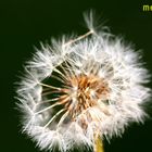 Pusteblume