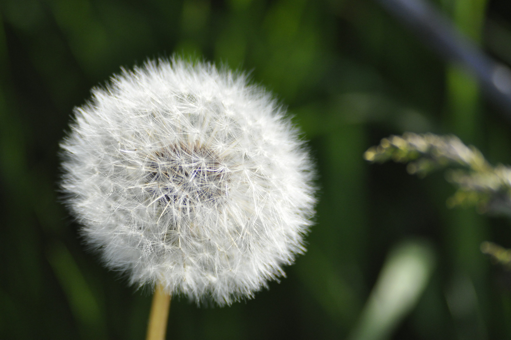 Pusteblume