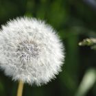 Pusteblume