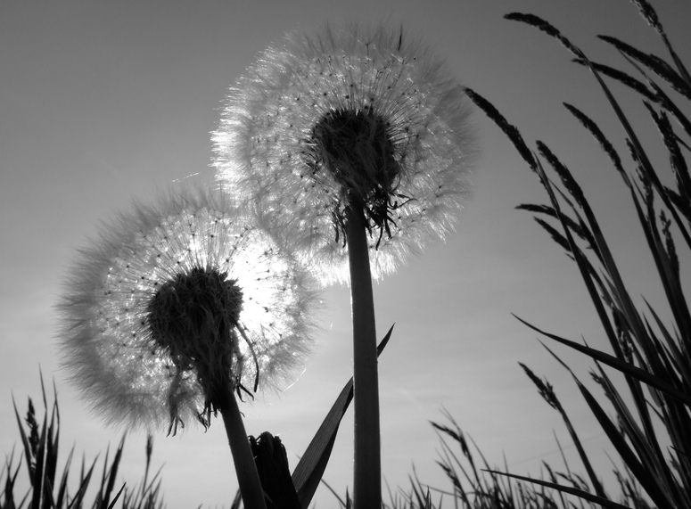 Pusteblume