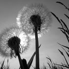 Pusteblume