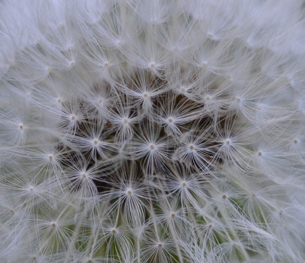 Pusteblume