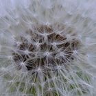 Pusteblume