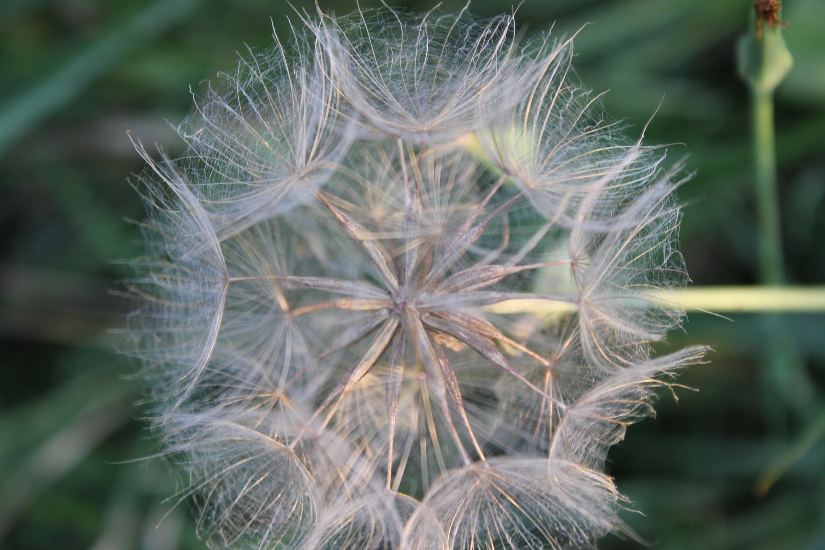 Pusteblume