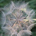 Pusteblume