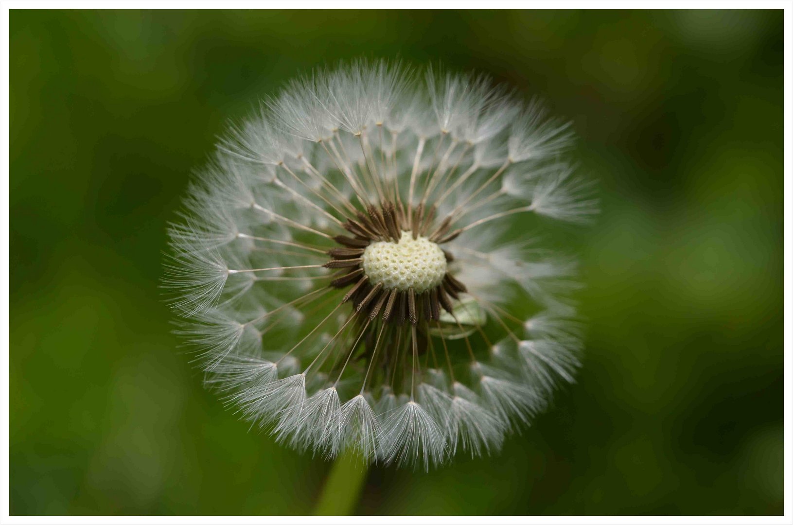 Pusteblume