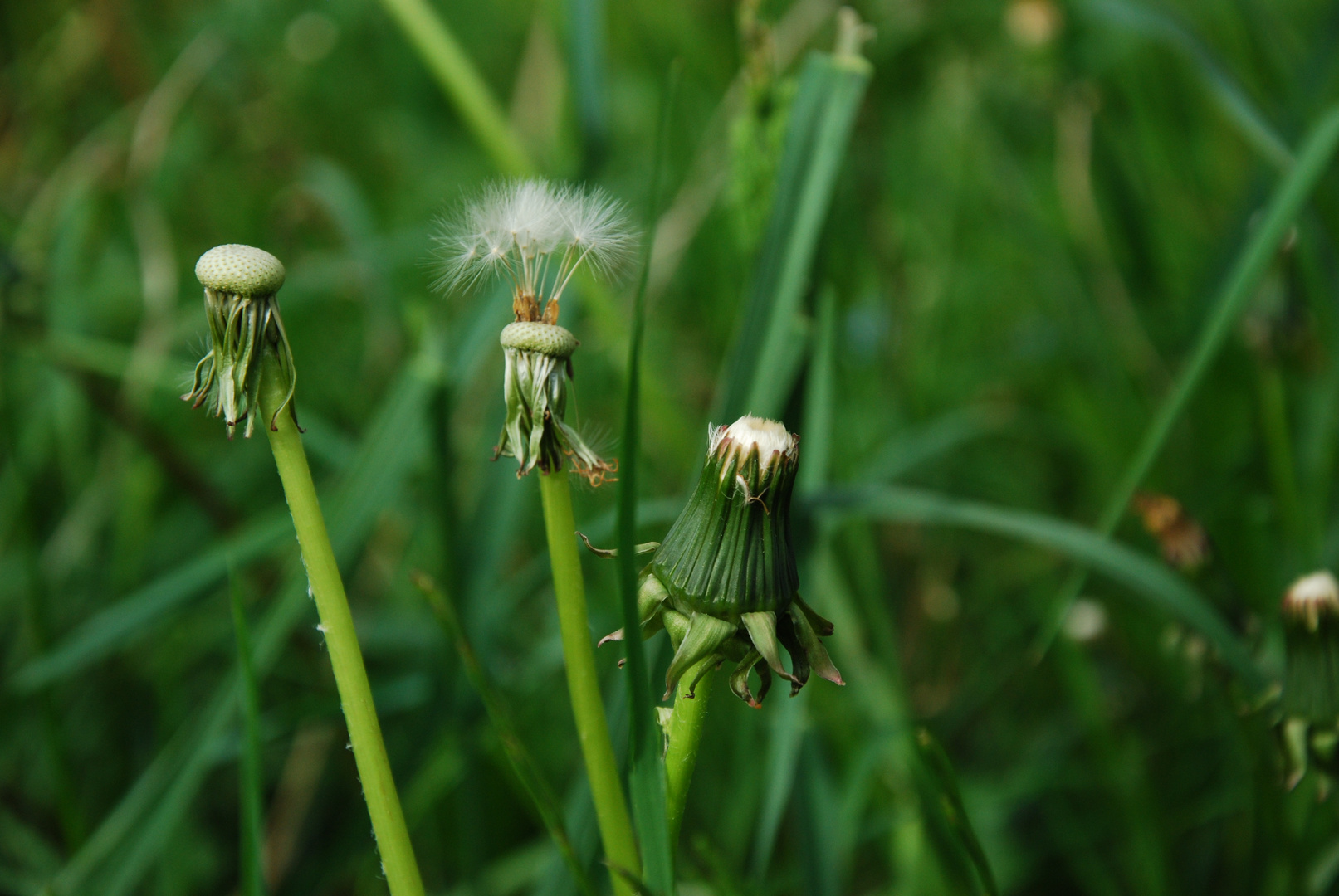 Pusteblume