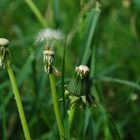 Pusteblume