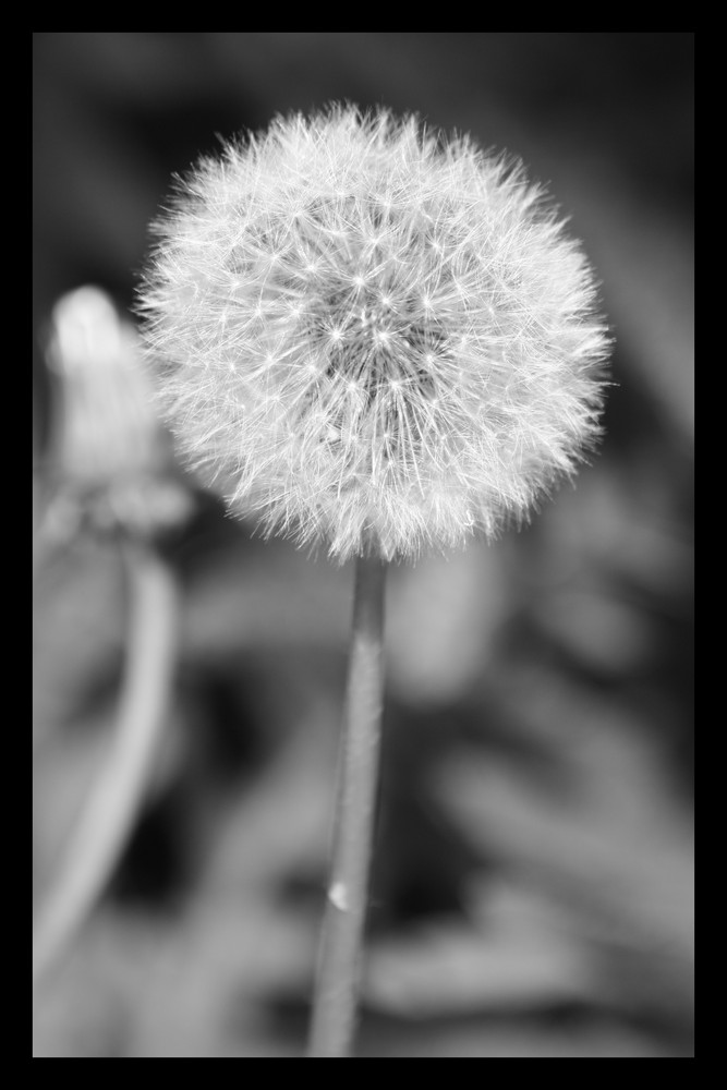 Pusteblume