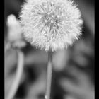 Pusteblume