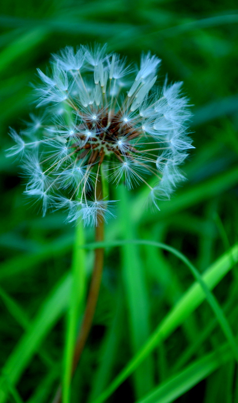 Pusteblume :)