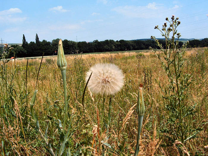 Pusteblume