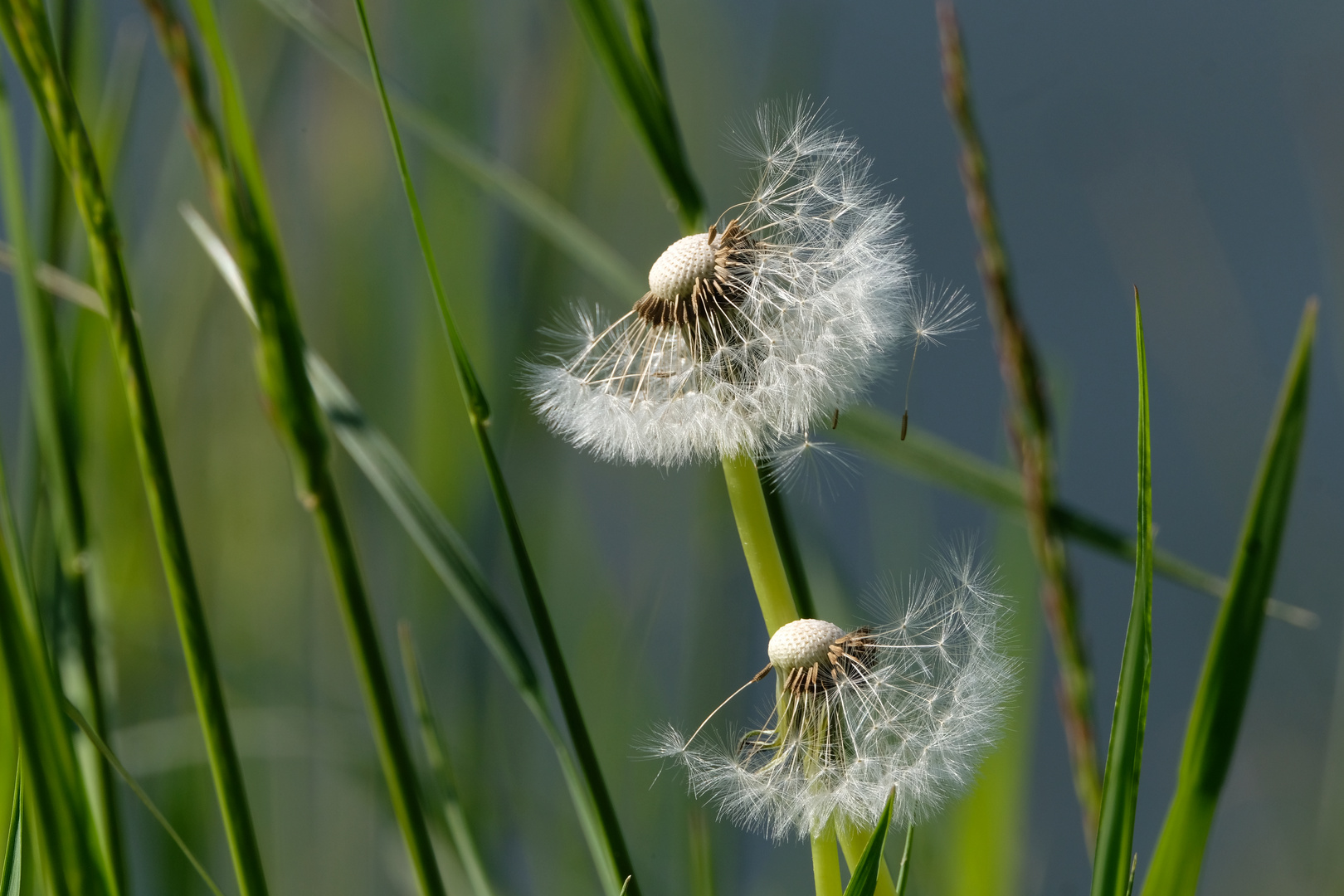 Pusteblume.