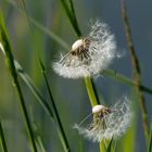 Pusteblume.