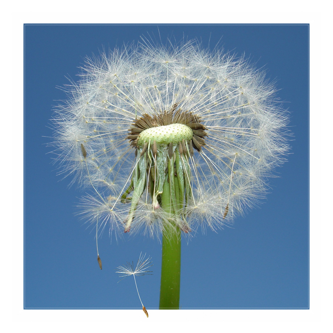 PUSTEBLUME