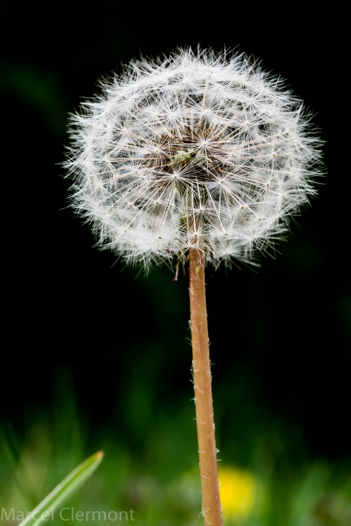 Pusteblume ;-)