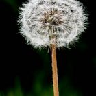 Pusteblume ;-)