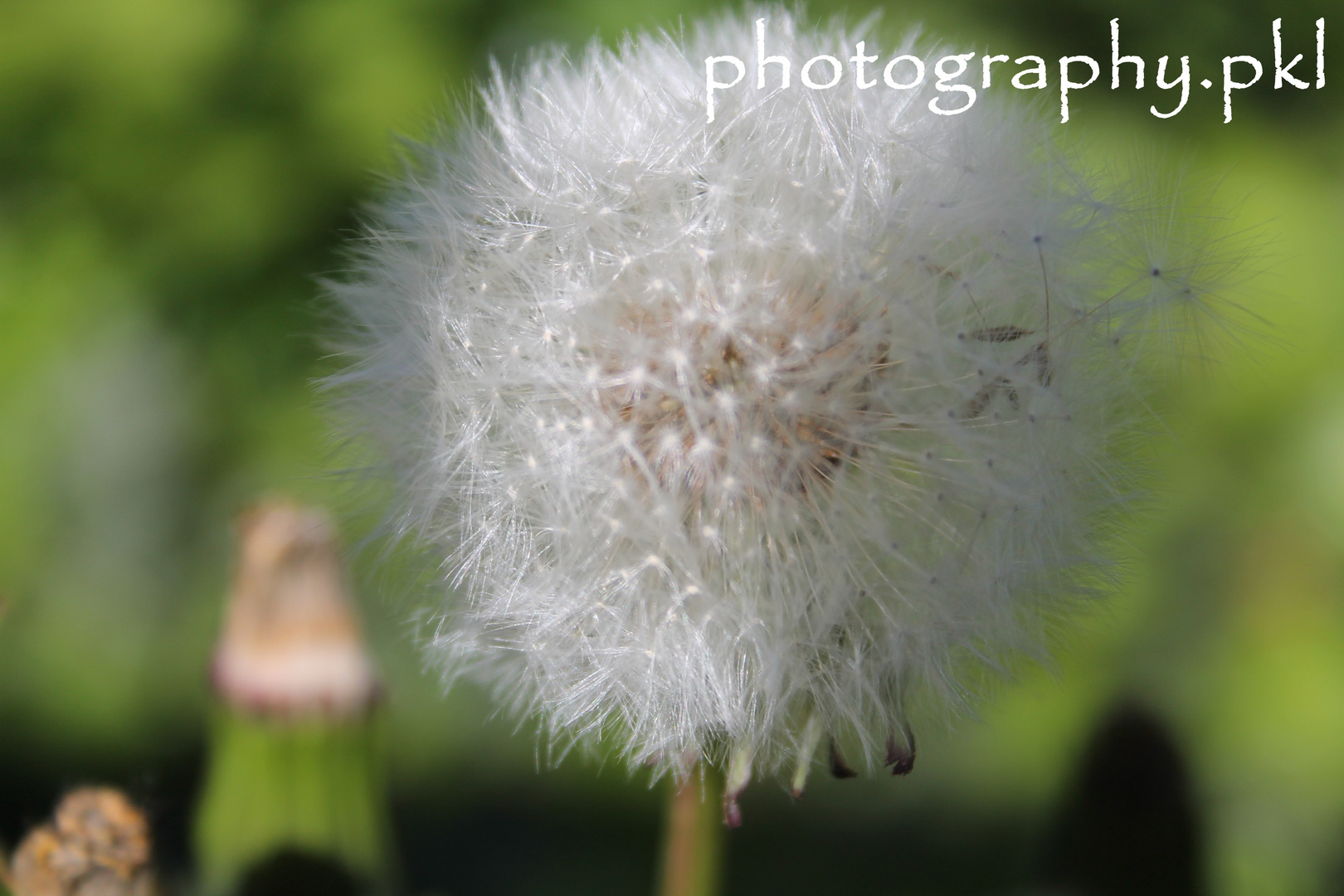 Pusteblume