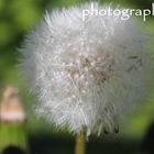 Pusteblume